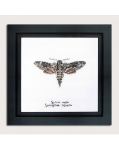 Kit broderie point de croix, point compté. Sphinx moth. Thea Gouverneur. Référence 564A